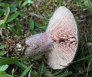 Lactarius paradoxus image