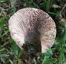 Lactarius paradoxus image