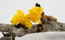 Tremella mesenterica image