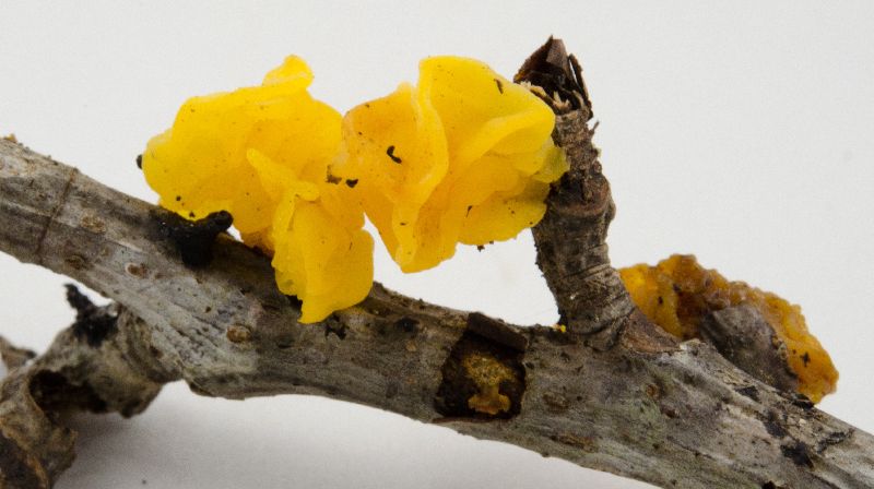 Tremella image