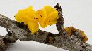 Image of Tremella lutescens