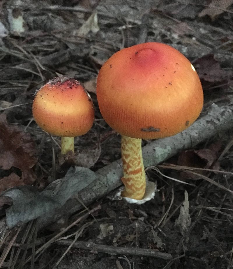 Amanita jacksonii image