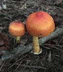 Amanita jacksonii image