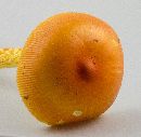 Amanita jacksonii image