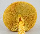 Amanita jacksonii image