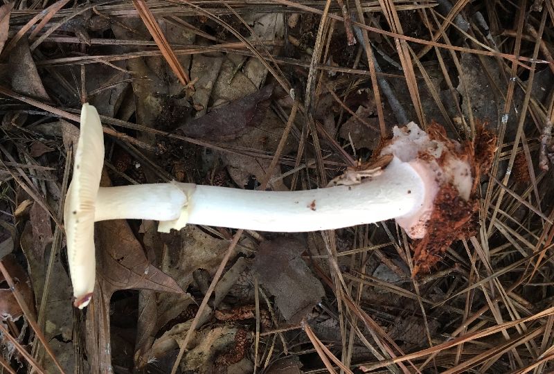 Amanita phalloides image