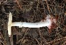 Amanita phalloides image