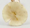 Amanita phalloides image