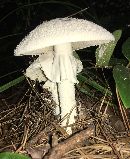 Amanita polypyramis image