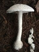 Amanita polypyramis image