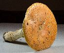 Amanita persicina image