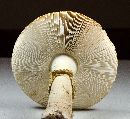 Amanita persicina image