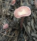 Laccaria amethystina image