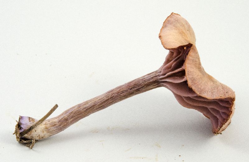 Hydnangiaceae image