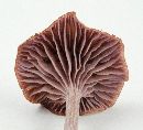 Laccaria amethystina image