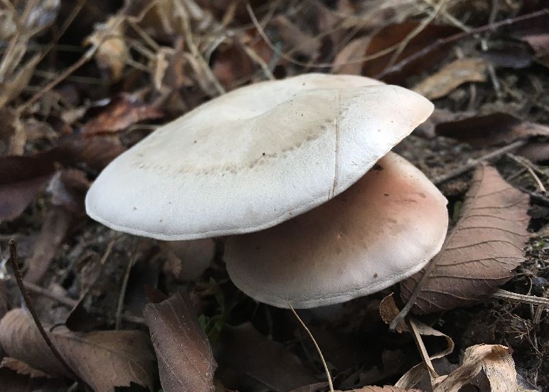 Entoloma image