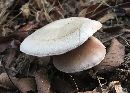 Entoloma abortivum image