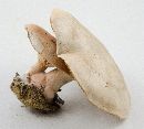 Entoloma abortivum image