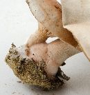 Entoloma abortivum image