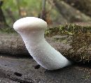 Pleurotus dryinus image