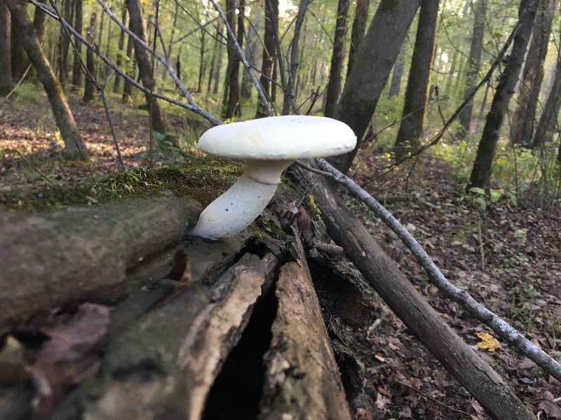 Pleurotus dryinus image