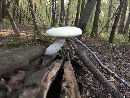 Image of Lentinus underwoodii