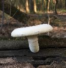 Pleurotus dryinus image