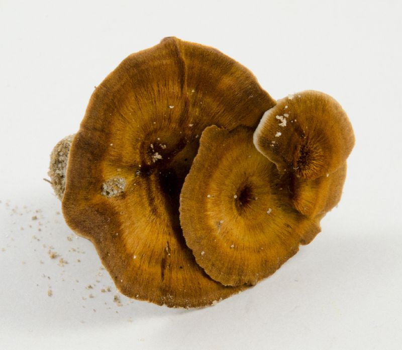 Coltricia cinnamomea image