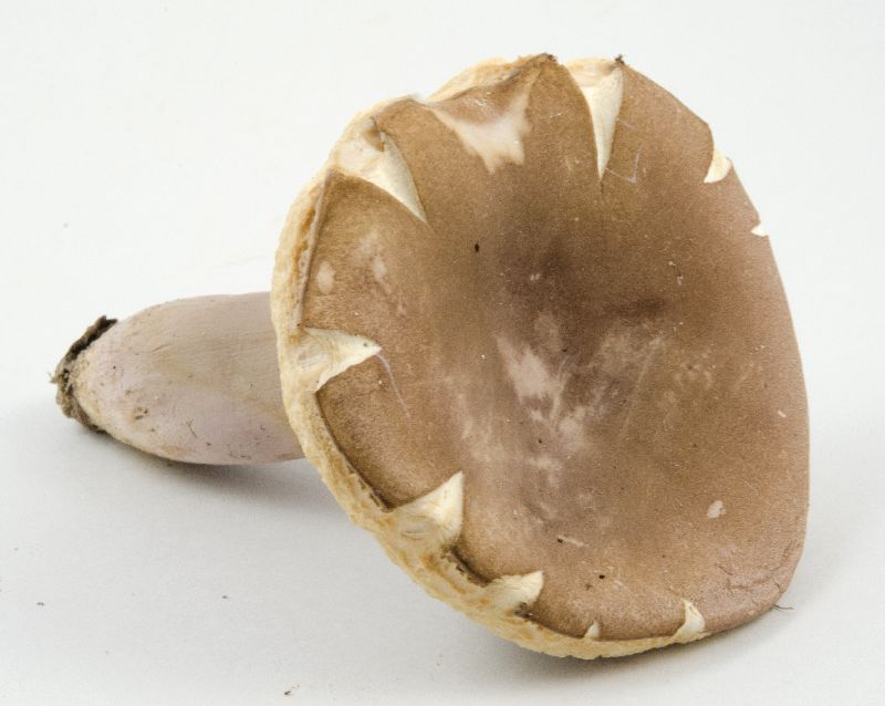 Tylopilus plumbeoviolaceus image