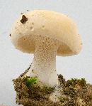 Hydnum repandum image