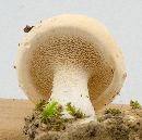 Hydnum repandum image