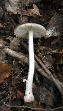 Amanita farinosa image