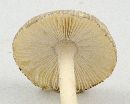 Amanita farinosa image