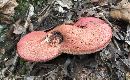 Image of Fistulina hepatica