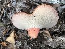 Fistulina hepatica image