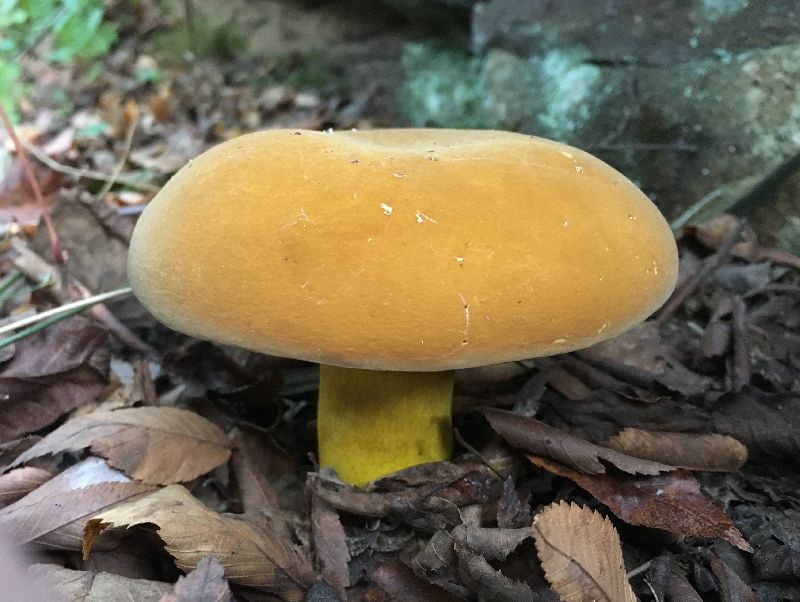 Boletus auripes image