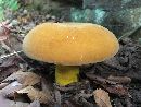 Boletus auripes image