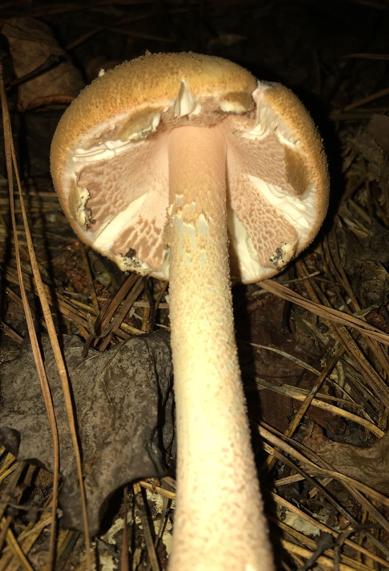 Amanita roseotincta image