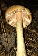 Amanita roseotincta image