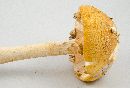 Amanita roseotincta image