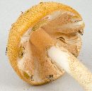 Amanita roseotincta image