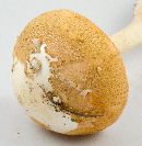 Amanita roseotincta image