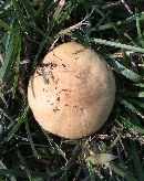 Stropharia coronilla image