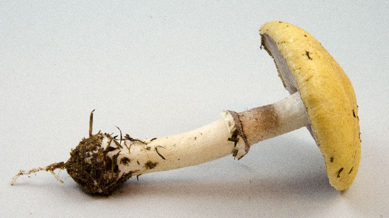 Stropharia coronilla image