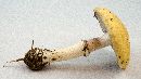 Image of Psilocybe coronilla