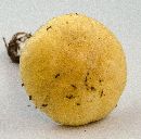 Stropharia coronilla image