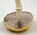 Stropharia coronilla image