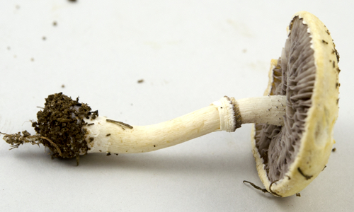 Stropharia coronilla image