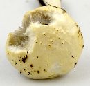 Stropharia coronilla image