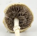 Stropharia coronilla image